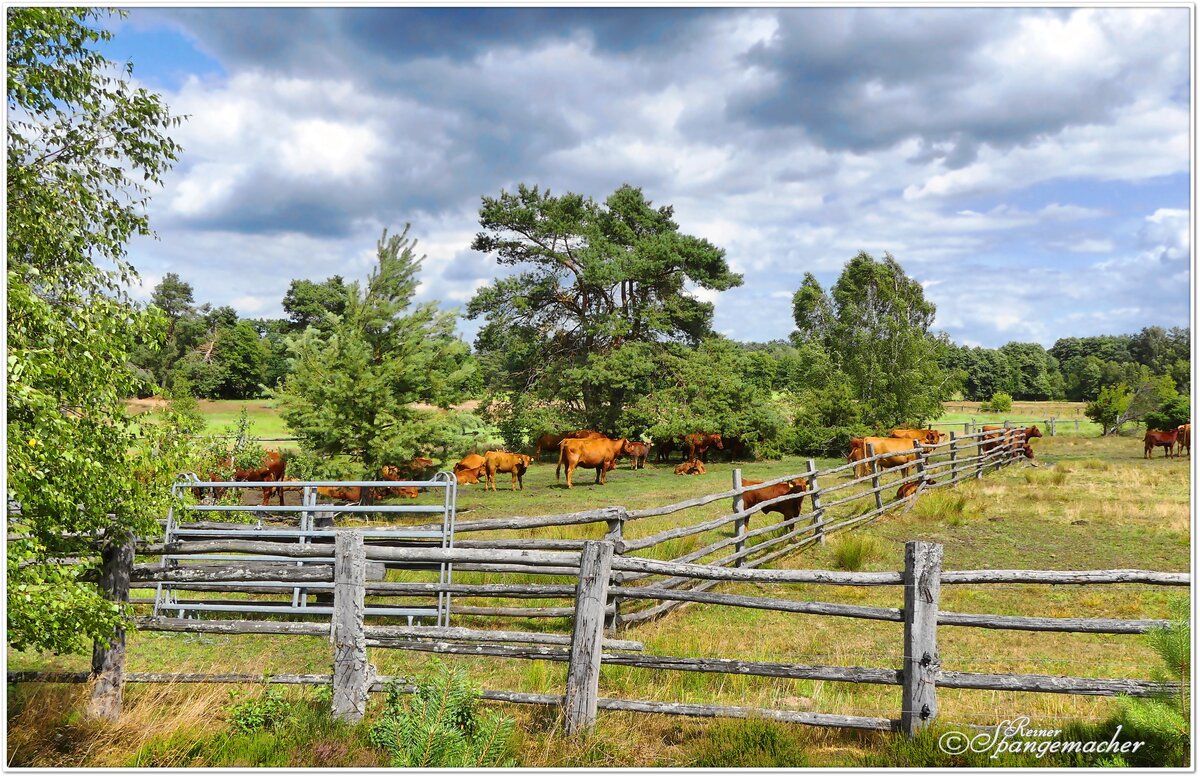 Die  Wilseder Rote . Eine Kreuzung zwischen Highland & Shorthorn-Angus Rindern. Touristenattraktion in der Lneburger Heide im Radenbachtal bei Undeloh. Mitte Juli 2023