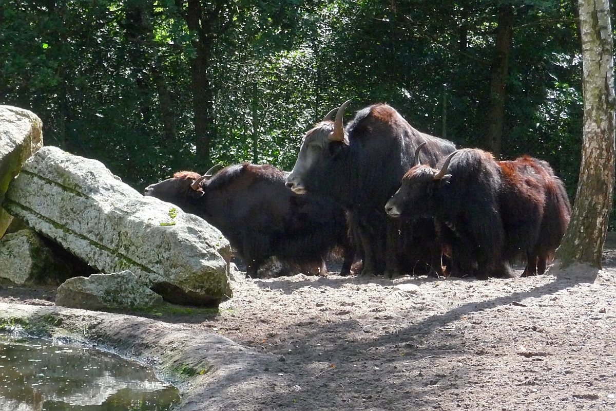 Die Yaks stehen dicht gedrngt im Serengetipark, 9.9.15 