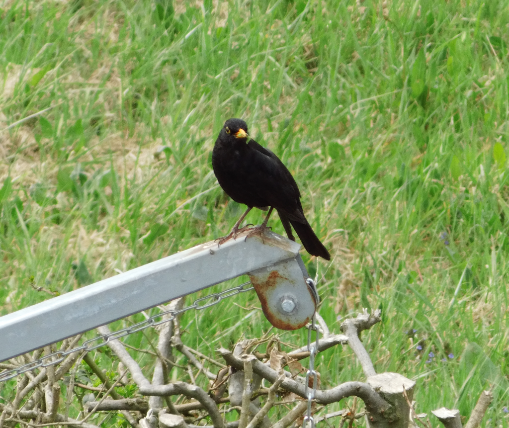 Diese Amsel macht mal eine Pause am Rand unseres Gartens. 14.04.2015