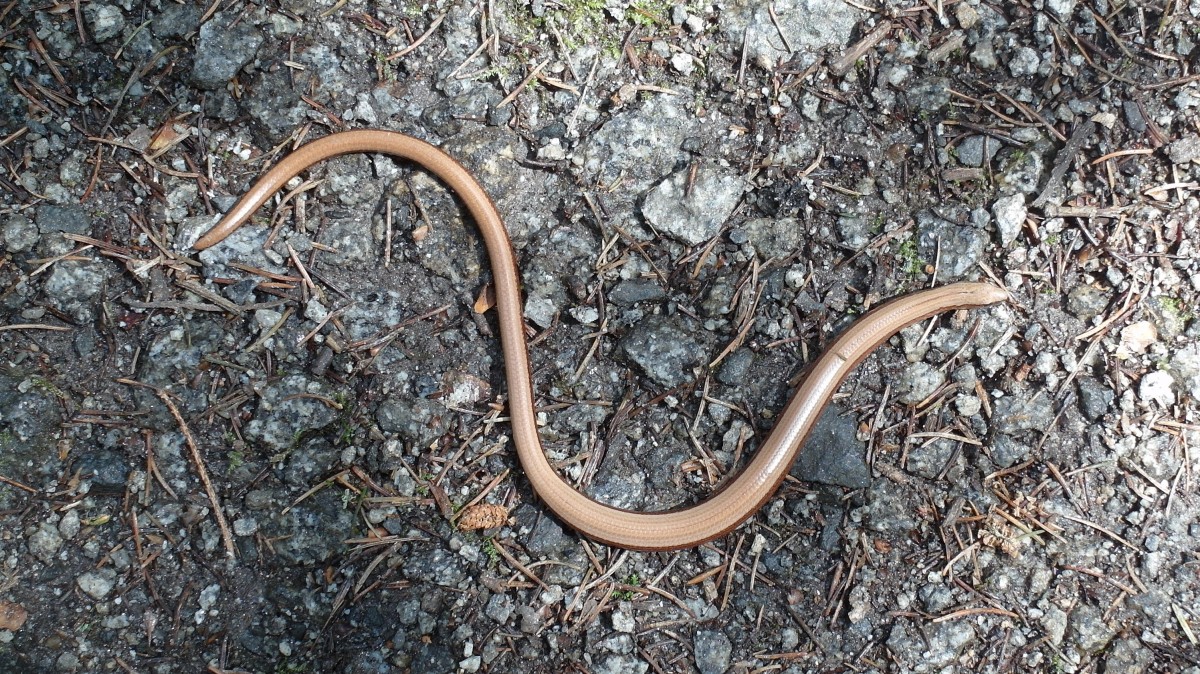 Diese Blindschleiche (Anguis fragilis) sonnte sich im Groen Zschand (Schsische Schweiz); 16.07.2015
