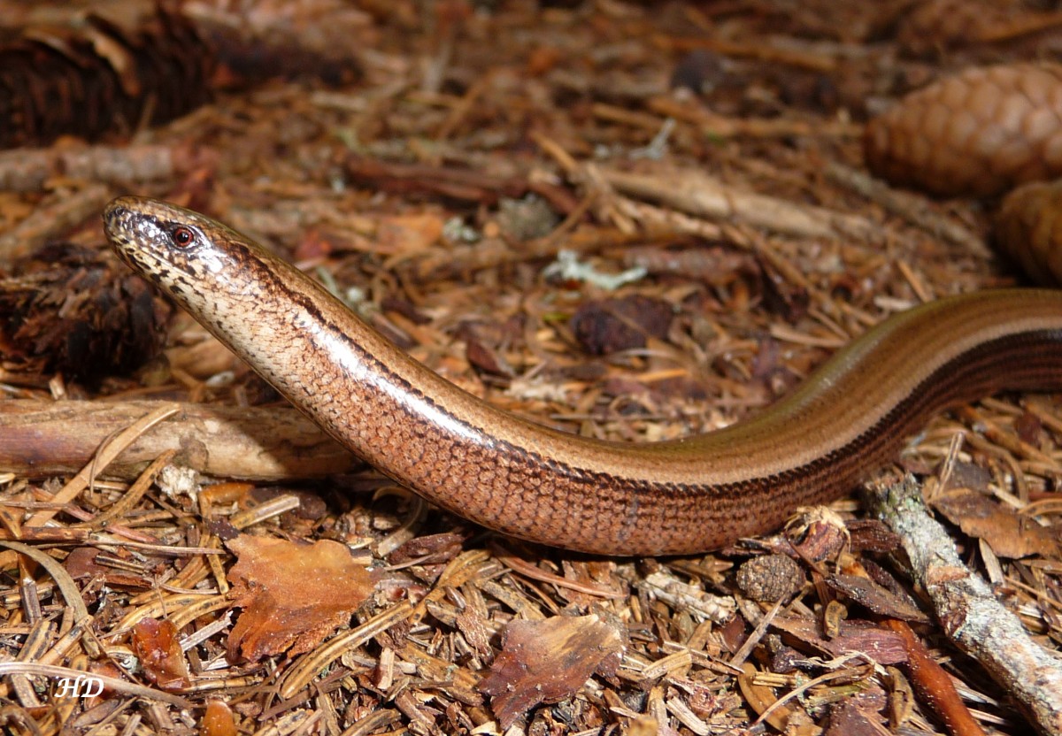 Diese Blindschleiche kreuzte unseren Weg in der Nhe des Piller Hochmoores im  Naturpark Kaunergrat.