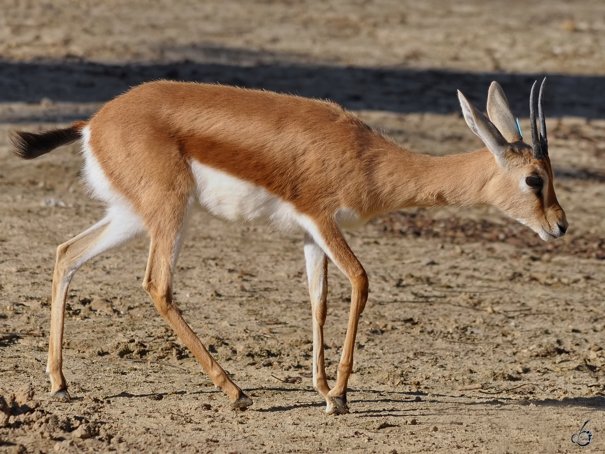 Diese Dorkasgazelle war Mitte Dezember 2010 im Zoo Madrid zu sehen.