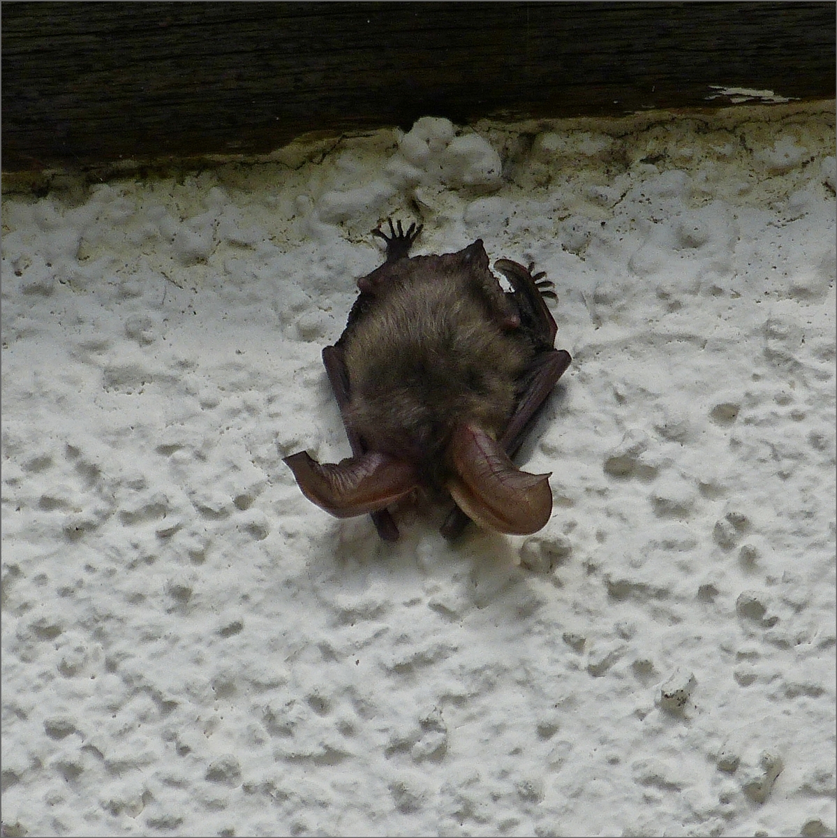 Diese Fledermaus hat sich einen schlechten Schlafplatz unter dem Dach an der Aussen Hauswand gesucht. 09.07.2020