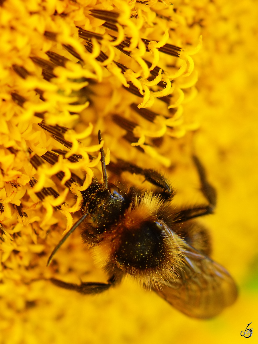 Diese fleiige Hummel war im August 2012 in Linstow unterwegs.