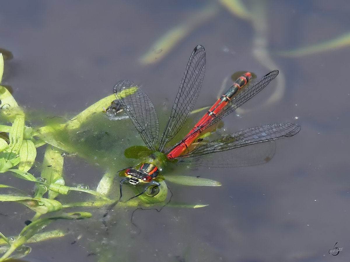 Diese frhe Adonislibelle hat sich in eine missliche Lage manvriert. (Hattingen, Mai 2018)