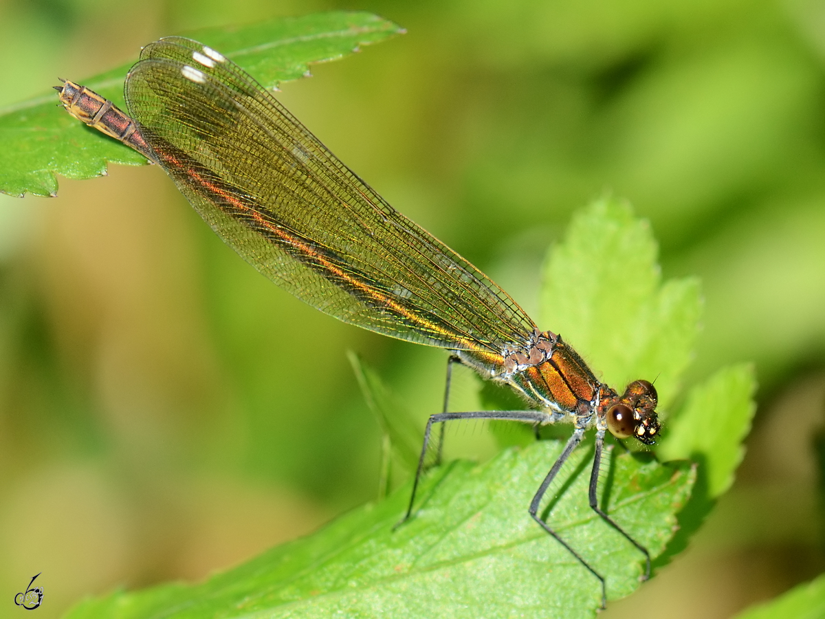 Diese gebnderte Prachtlibelle war im August 2012 in Linstow zu sehen. 