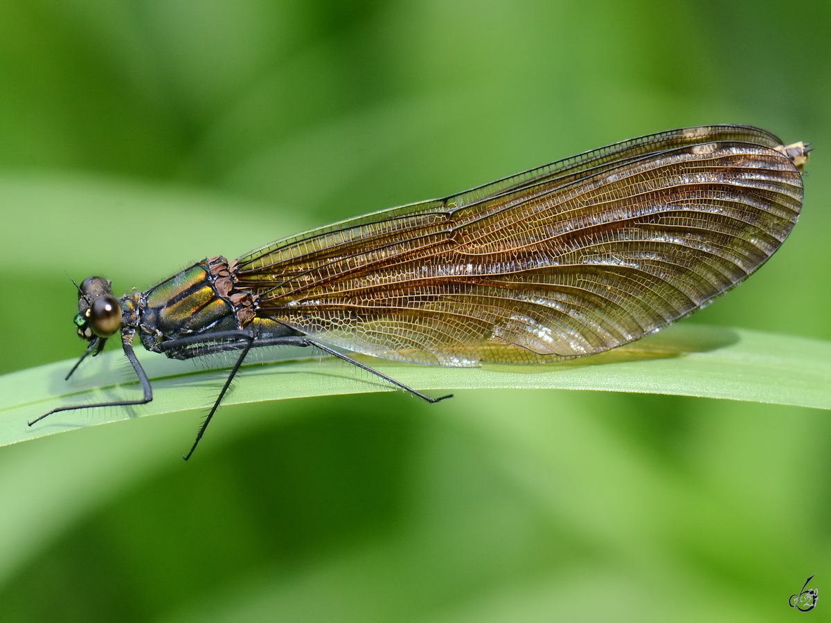 Diese gebnderte Prachtlibelle war im Juli 2011 in Linstow zu sehen.