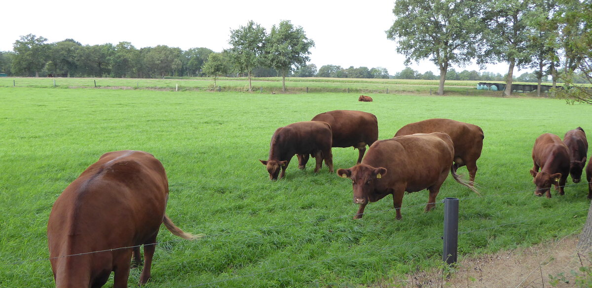 Diese Herde schner Angus-Rinder sah ich am 6.Sept.2019 auf einer Weide in Bookholt bei Nordhorn.