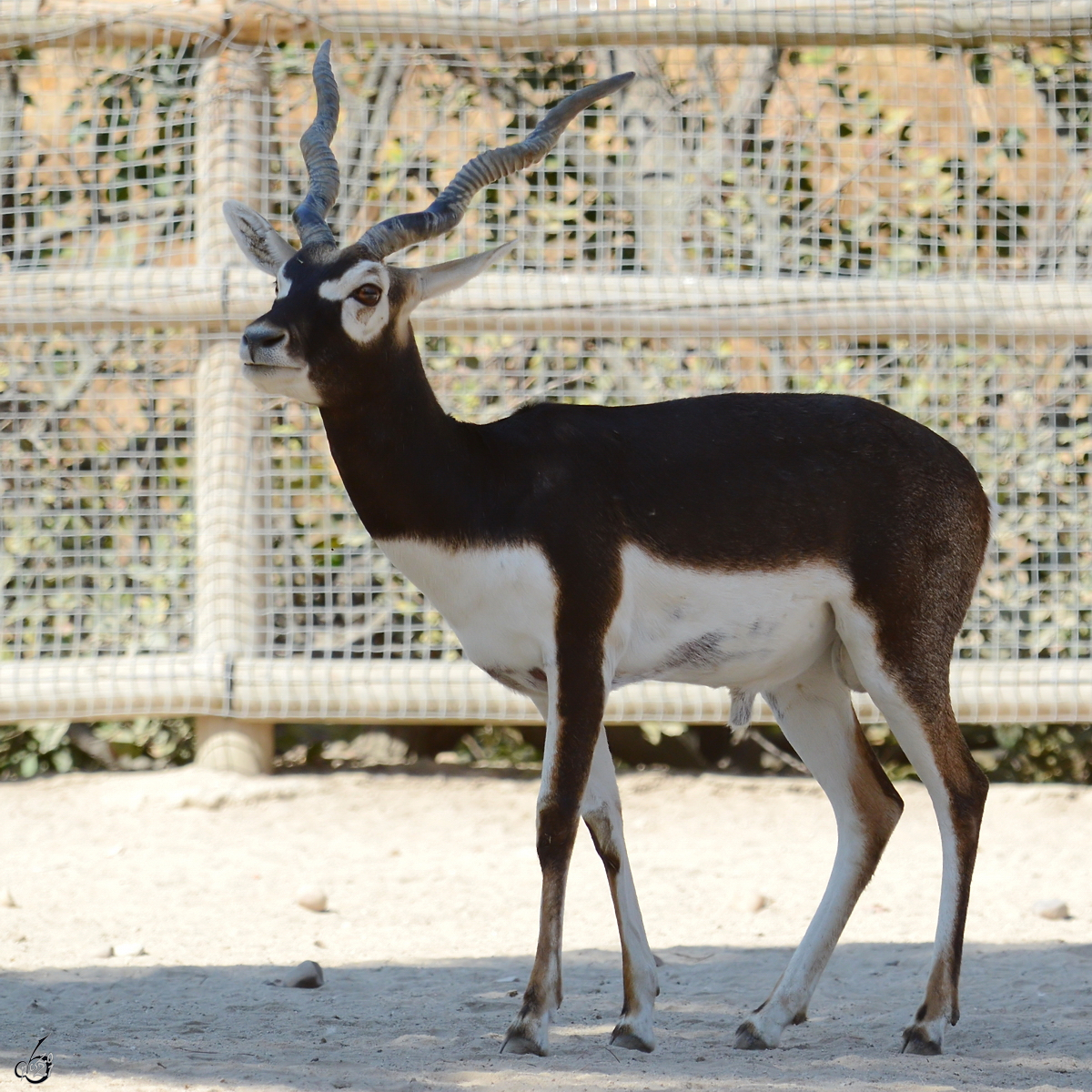 Diese Hirschziegenantilope war Mitte Dezember 2010 im Zoo Madrid zu sehen.