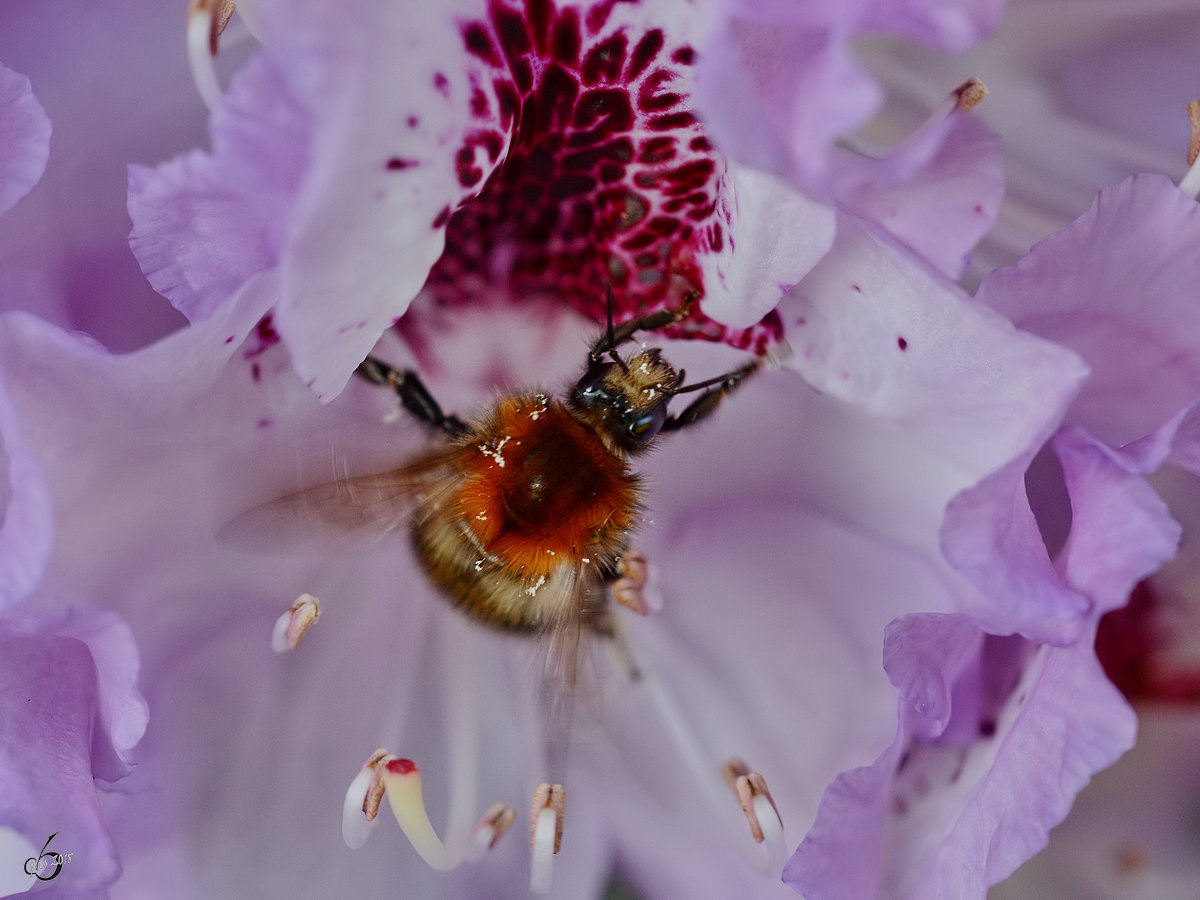 Diese Hummel hat wohl ihr Tagessoll noch nicht erfllt und sammelt in den Abendstunden Nektar ein. (Hattingen, Mai 2018)