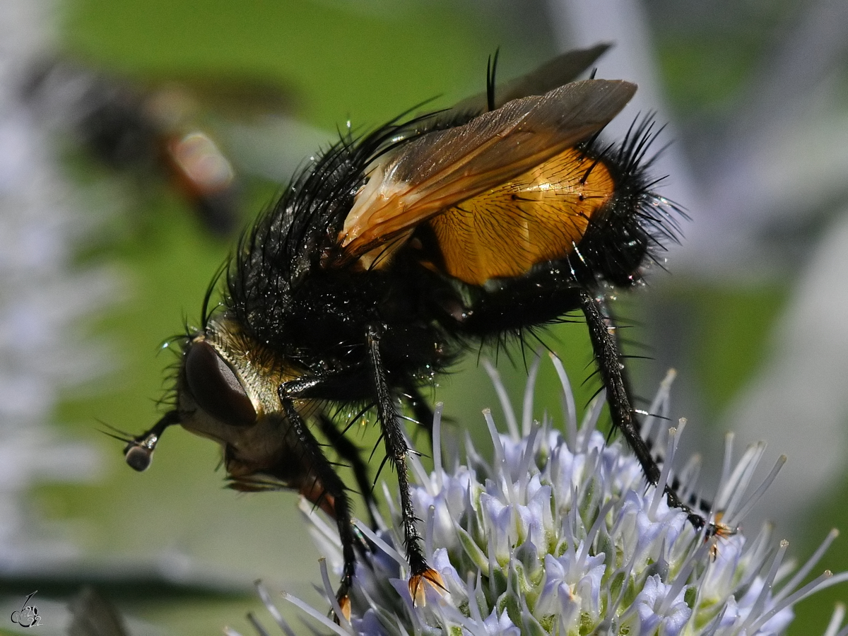 Diese Igelfliege konnte ich in unserem Garten ablichten. (Hattingen, Juli 2022)