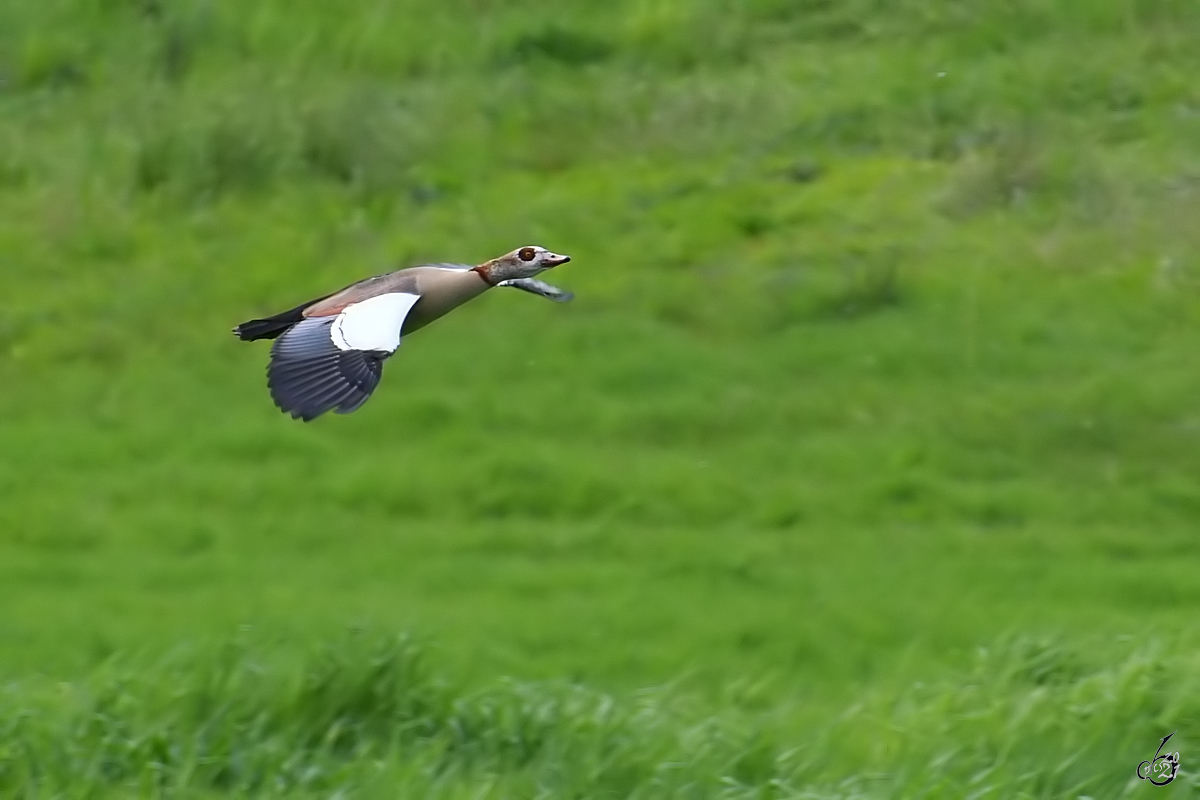 Diese Nilgans konnte ich Anfang Mai 2021 in Rheinnhe beobachten. (Duisburg, Mai 2021)