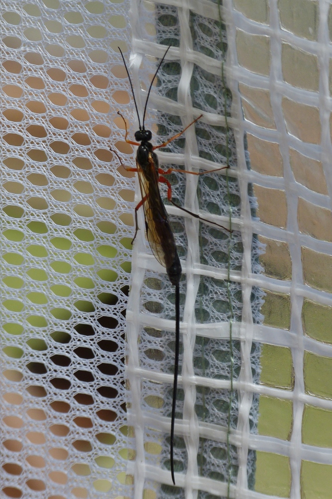 Diese Riesenschlupfwespe habe ich im Gewchshaus in meinem Garten aufgenommen. 21.05.2020