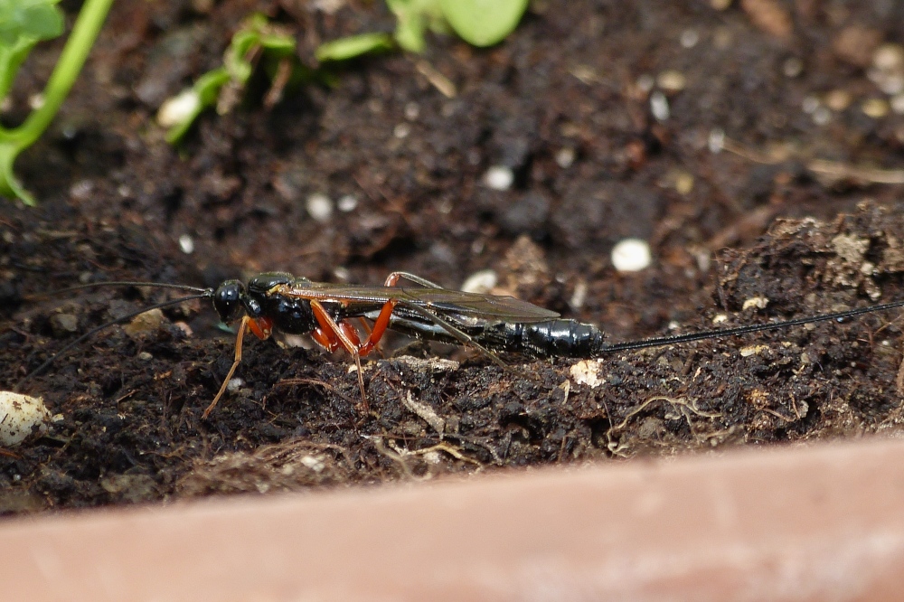 Diese Riesenschlupfwespe habe ich in meinem Garten aufgenommen. 21.05.2020