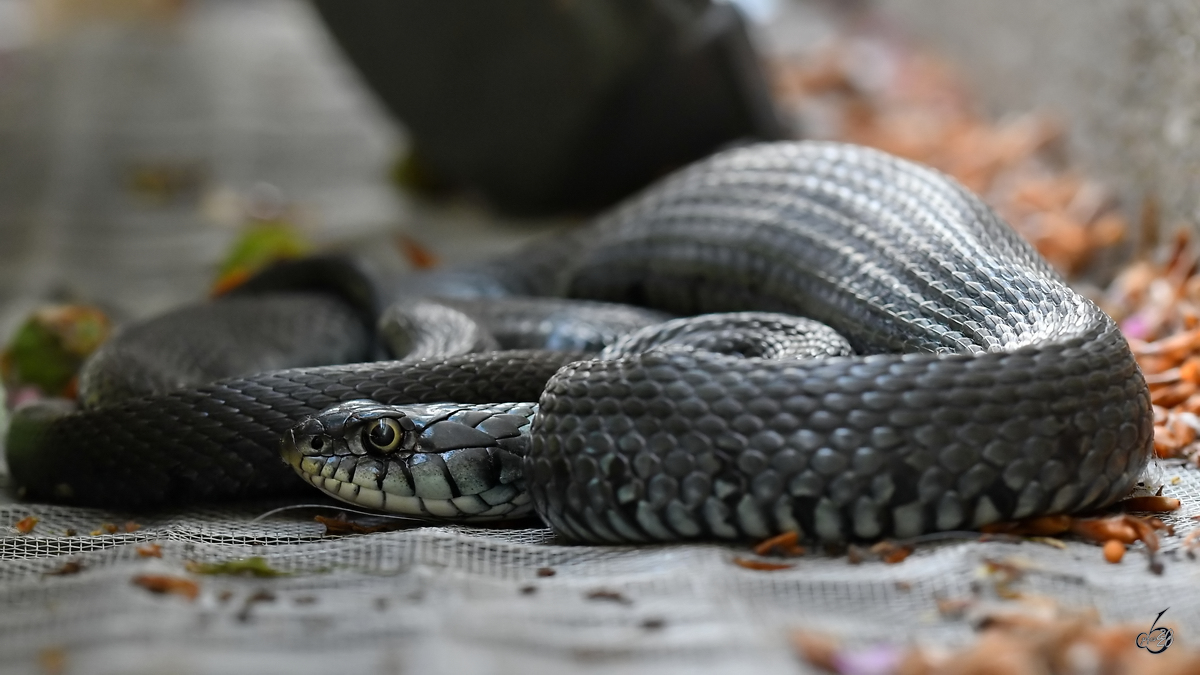 Diese Ringelnatter wurde beim Aufrumen in unserem Garten entdeckt. (Hattingen, Juli 2020)