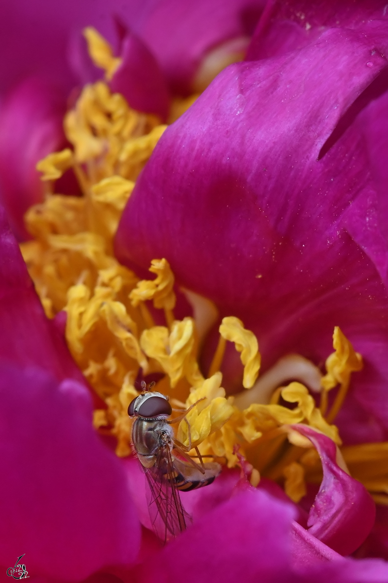 Diese Schwebfliege ist in einer Pfingstrose unterwegs. (Hattingen, Juni 2022)