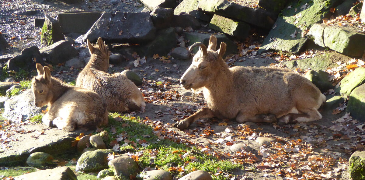 Diese Sibirischen Steinbcke (Capra ibex sibirica) leben in einer Geierfelsen-Anlage im Tierpark Nordhorn. Eine Aufnahme vom Dezember 2019.