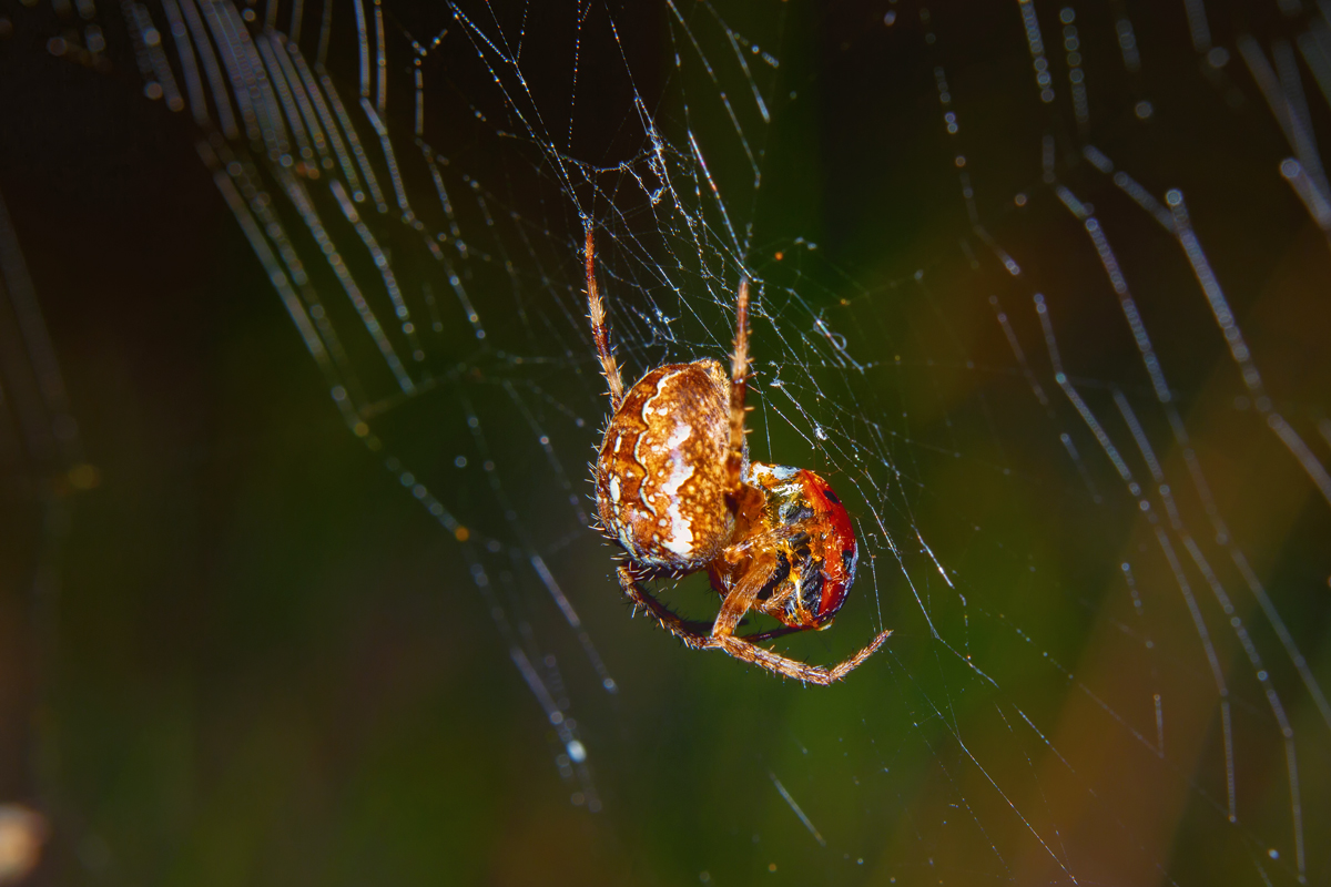 Diese Spinne hat ein Marienkfer gefangen. - 11.10.2013