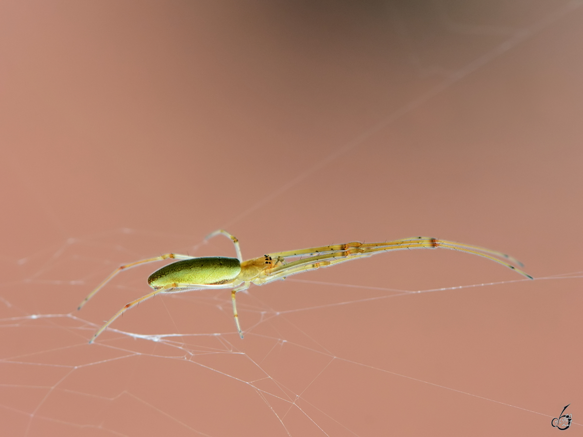 Diese Spinne kann ich leider nicht einordnen. (Jarmen, August 2014)