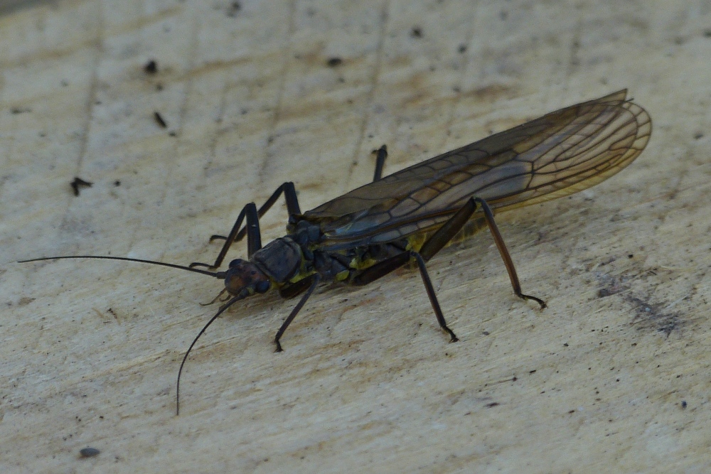 Diese Steinfliege war heute bei mir im Garten zu Gast. 26.05.2020