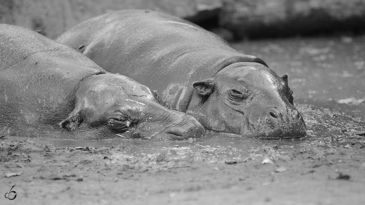 Diese Westlichen Zwergflupferd lieben den Schlamm. (Zoo Duisburg, September 2011) 