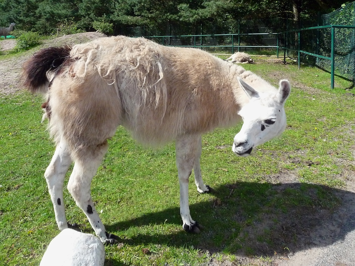 Diesem Lama juckt das Fell im Serengetipark, 9.9.15 