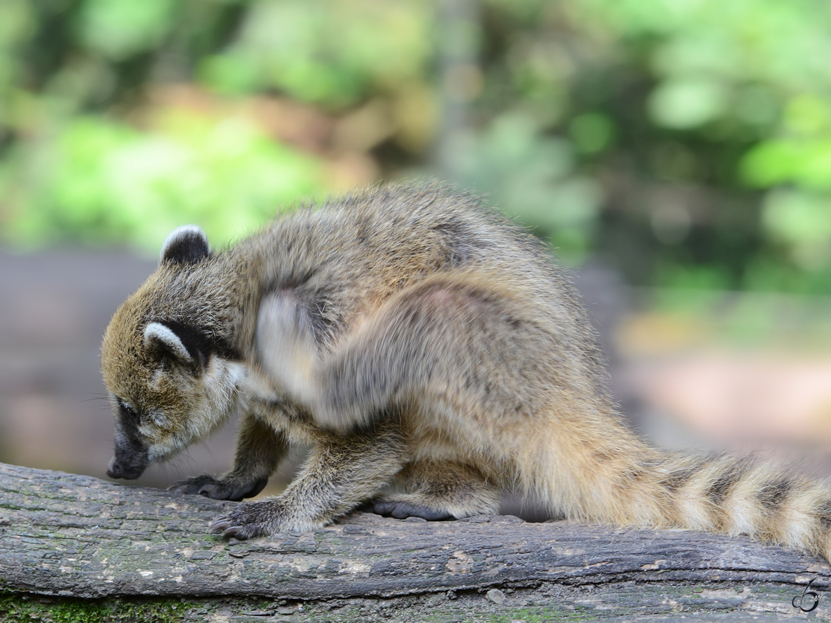 Diesem Nasenbr juckt wohl das Fell... (Zoo Duisburg)