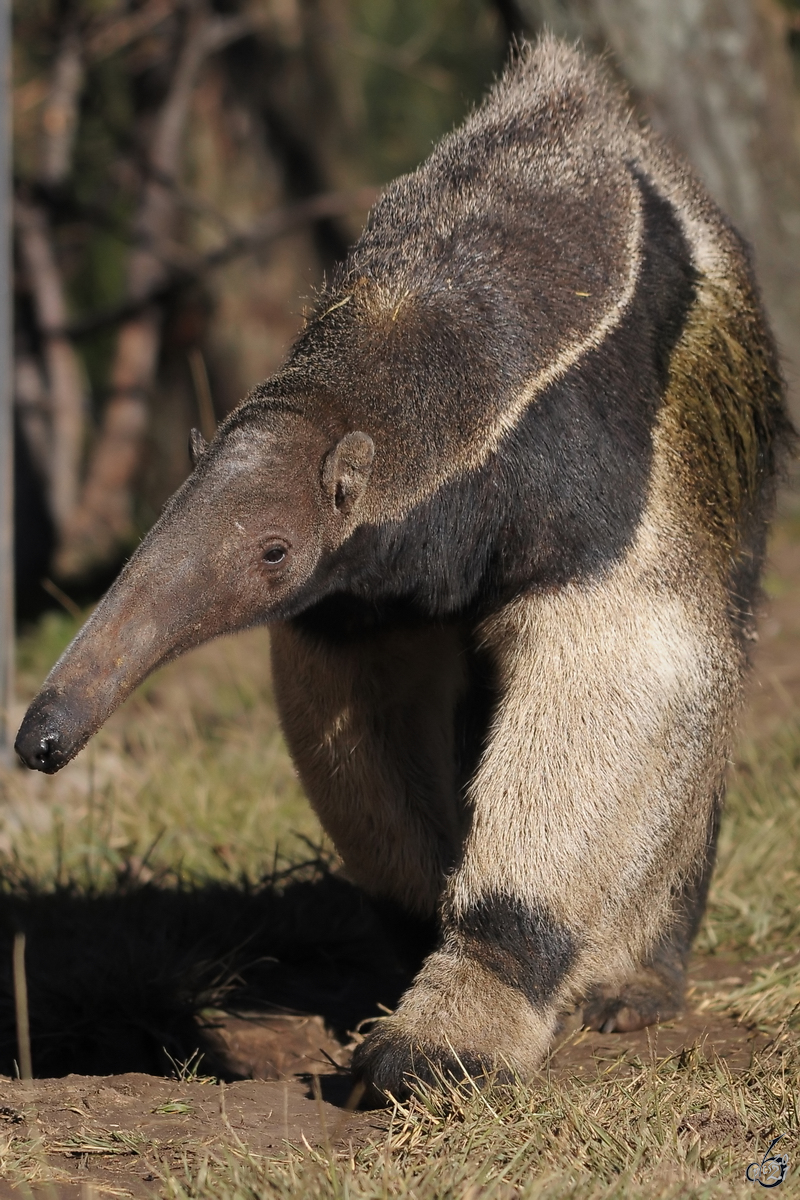 Dieser Ameisenbr macht einen kleinen Spaziergang. (Zoo Madrid, Dezember 2010)