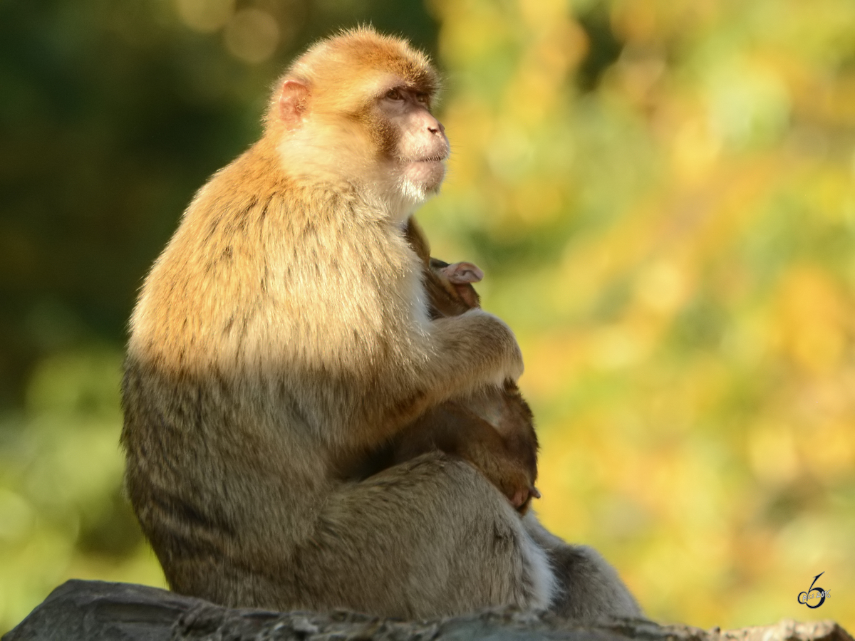 Dieser Berberaffe geniet ein wenig die Abendsonne. (Zoo Safaripark Stukenbrock, Oktober 2014)