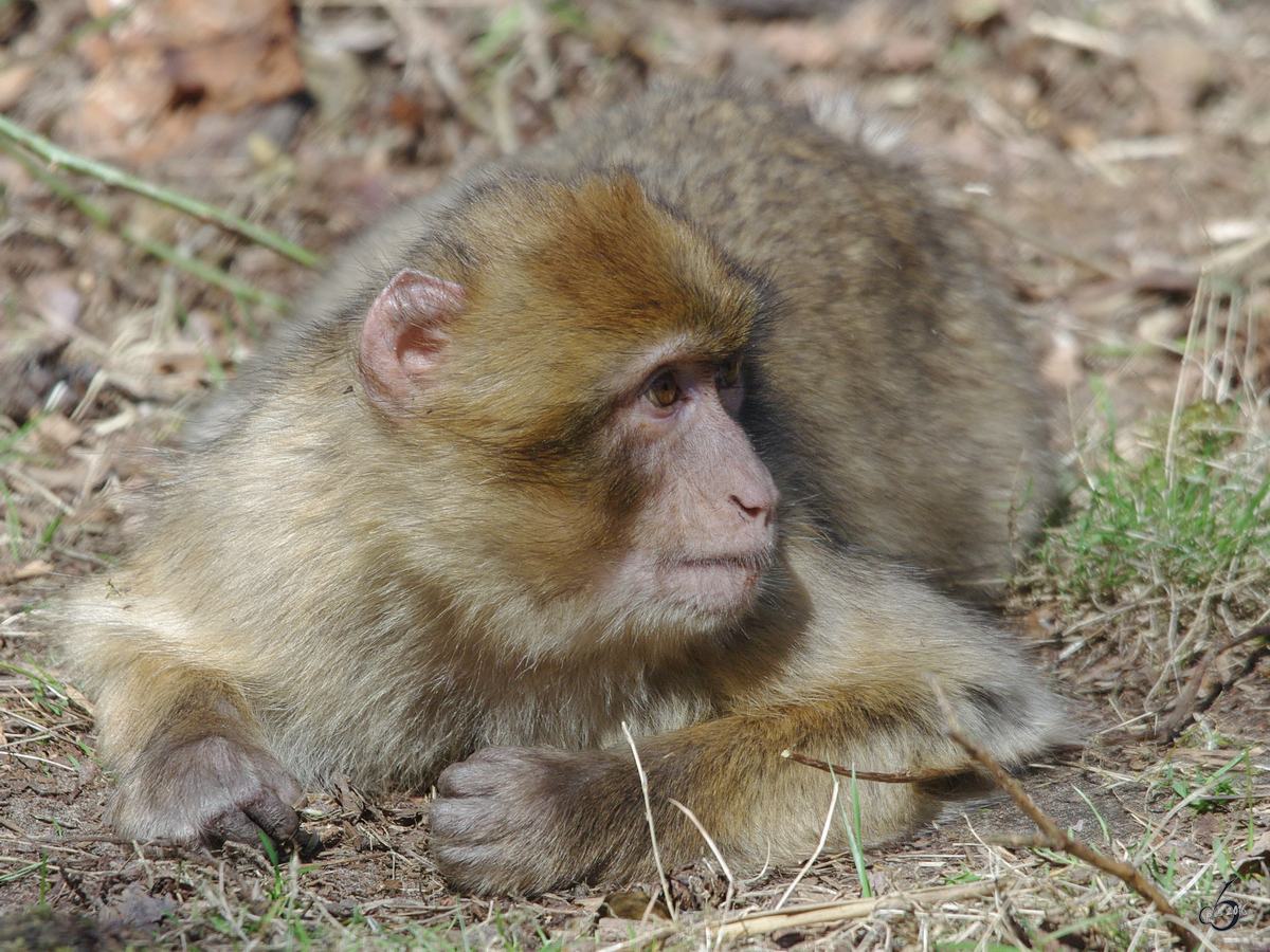 Dieser Berberaffe gnnt sich eine kleine Pause. (April 2009)