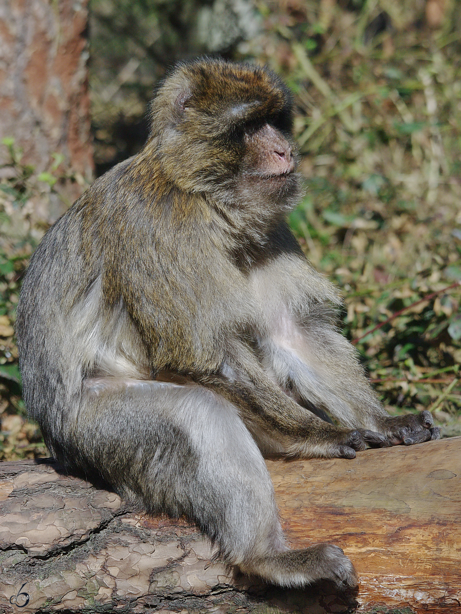 Dieser Berberaffe sucht etwas Abseits Ruhe vom Familientrubel. (April 2009)