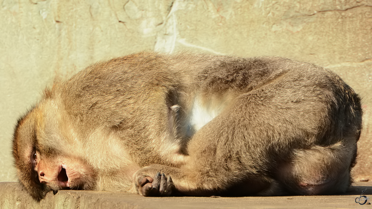 Dieser Berberaffe trumt en wenig vor sich hin. (Zoo Safaripark Stukenbrock, Oktober 2014)