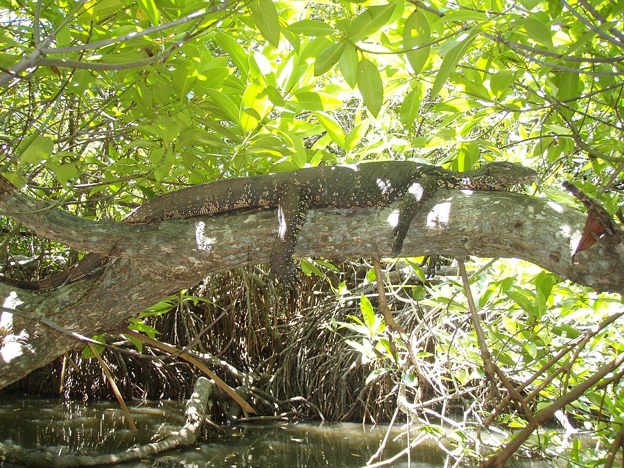 Dieser Bindenwaran hat es sich auf einen Ast bequem gemacht. Wir sind mit dem Kanu darunter durch gefahren. War eine lustige Erfahrung. Das Bild entstand am 05.09.2010 in den Mangroven des Madu Ganga.