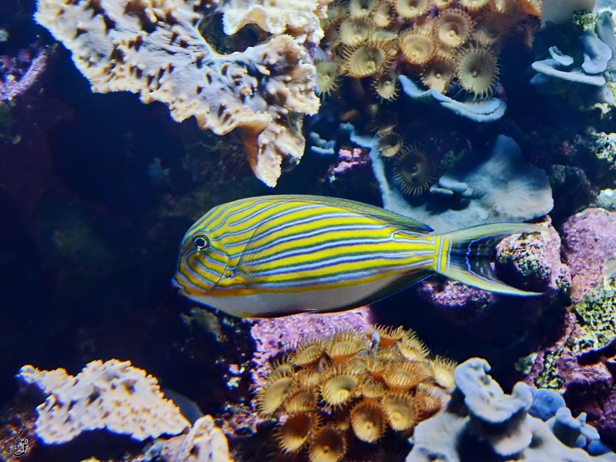 Dieser Doktorfisch war im Dezember 2010 im Zoo Madrid zu sehen.