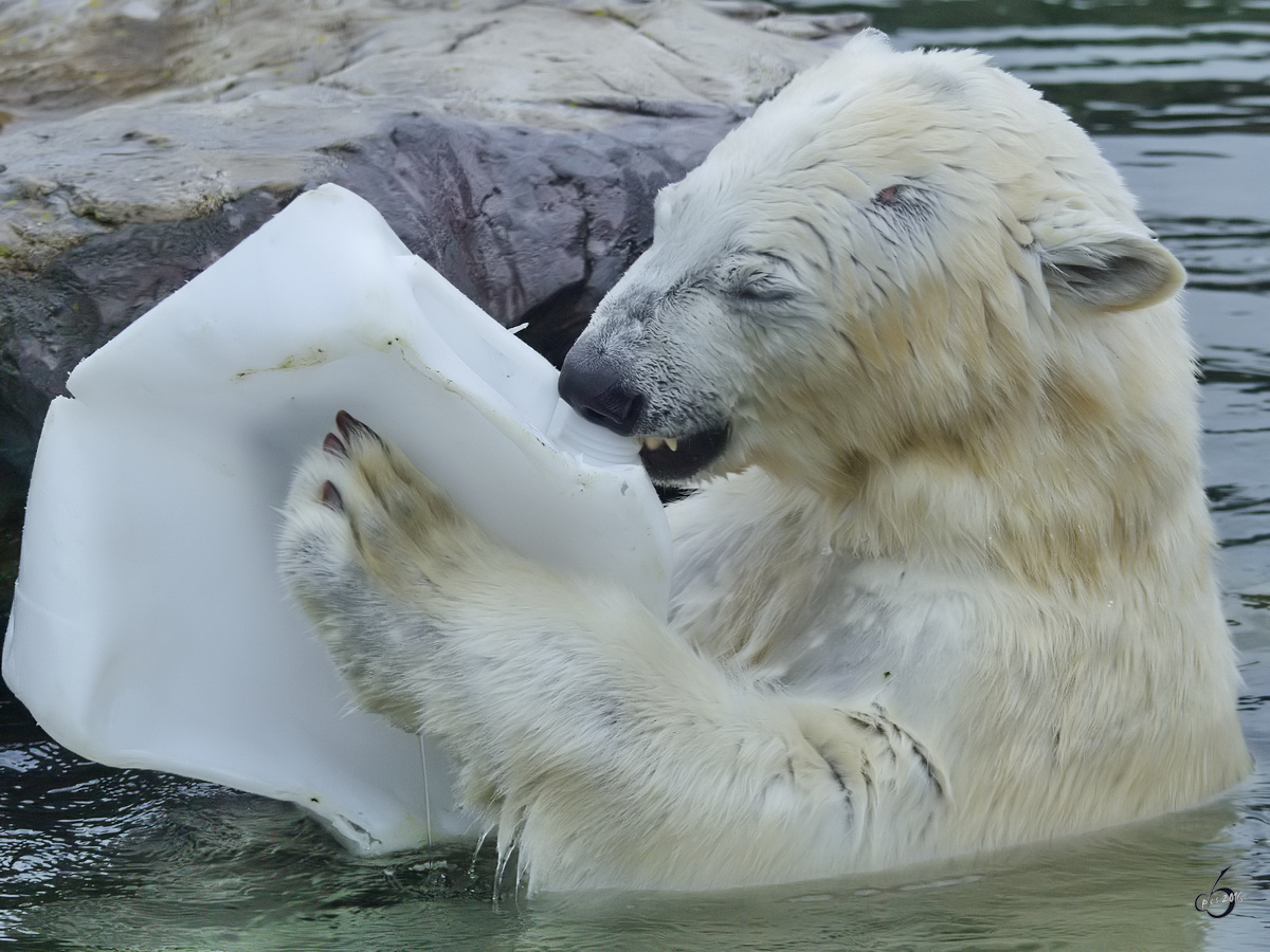 Dieser Eisbr geniet das Spiel mit dem Kanister im Zoom Gelsenkirchen. (September 2009)