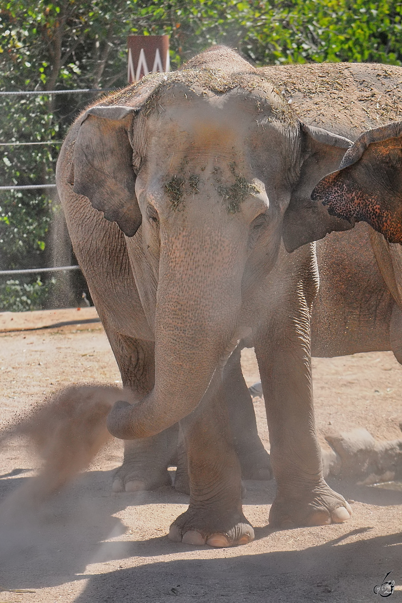 Dieser Elefant gnnt sich eine Sanddusche. (Zoo Madrid, Dezember 2010)