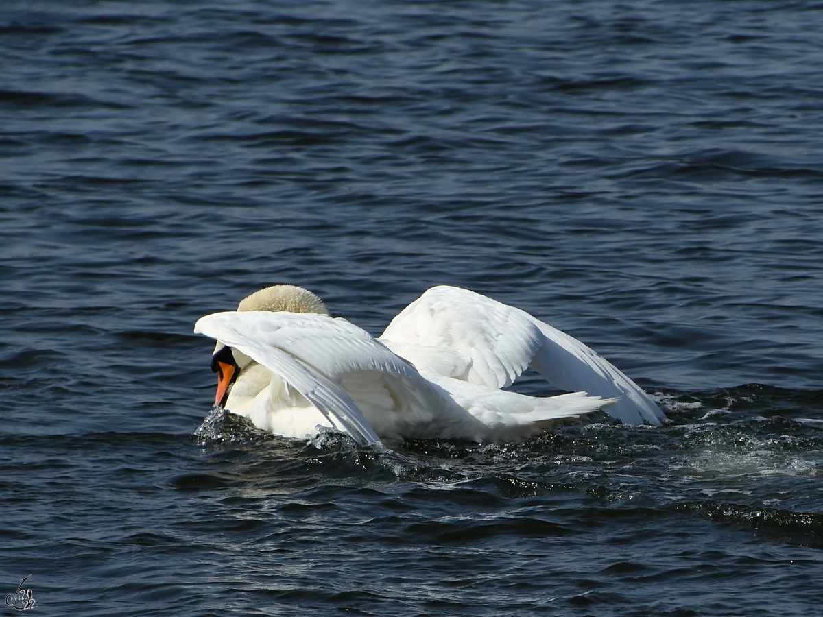 Dieser Hckerschwan war Ende Mrz 2022 auf der Trave bei Priwall zu sehen.