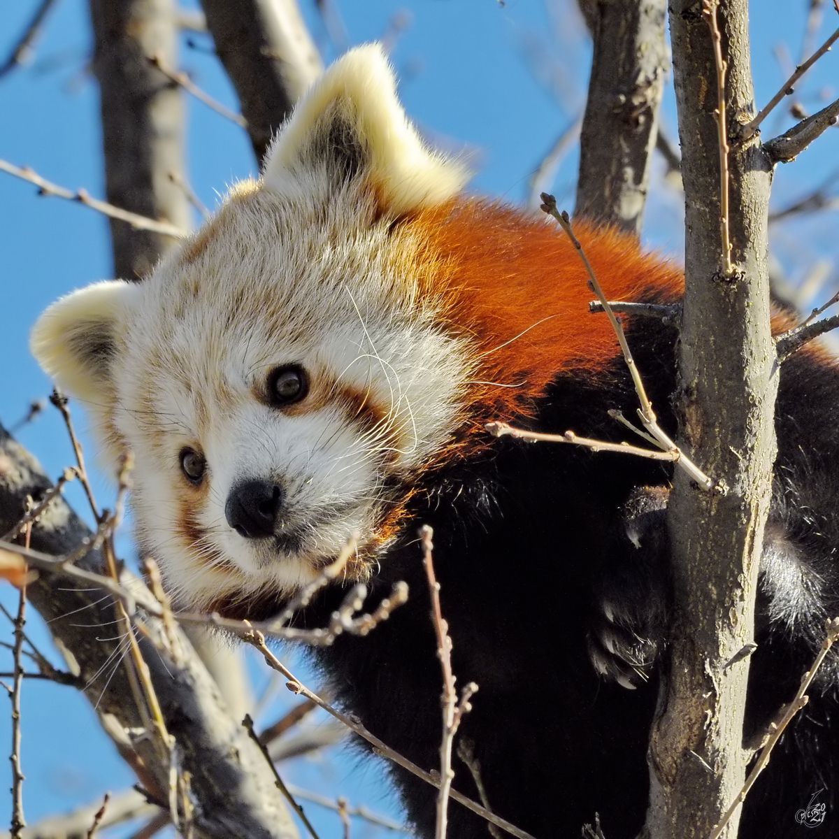 Dieser kleine Panda wollte hoch hinaus, so gesehen Mitte Dezember 2010 im Zoo Madrid.