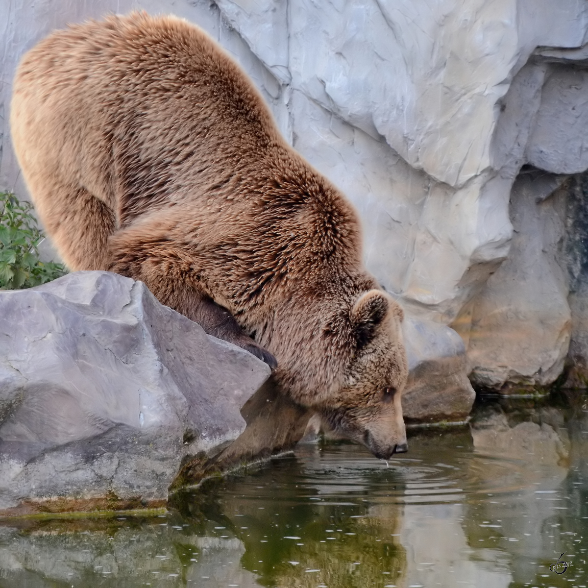 Dieser Kodiakbär auf der Suche nach Wasser. (Zoom Gelsenkirchen, Mai 2011)