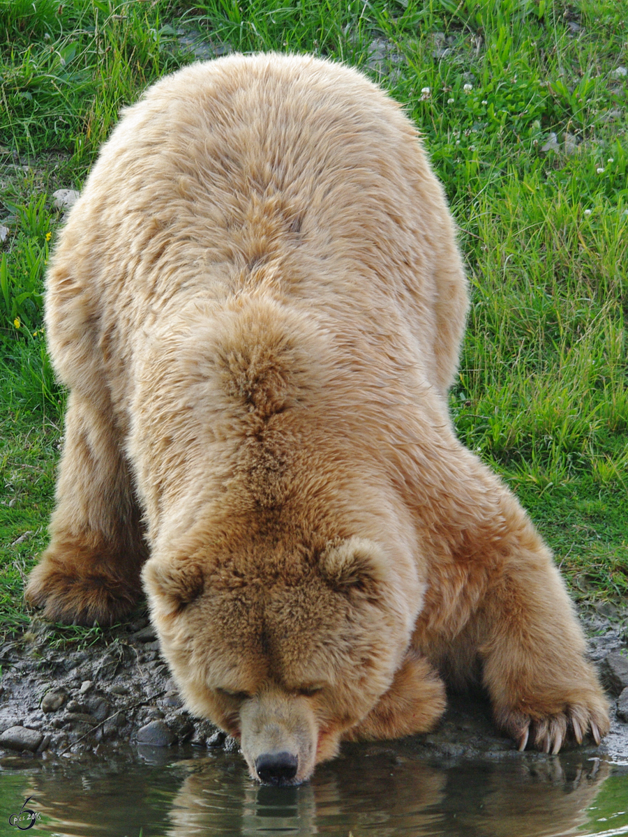 Dieser Kodiakbr nimmt einen Schluck Wasser zu sich (Zoom Gelsenkirchen, Juni 2009)