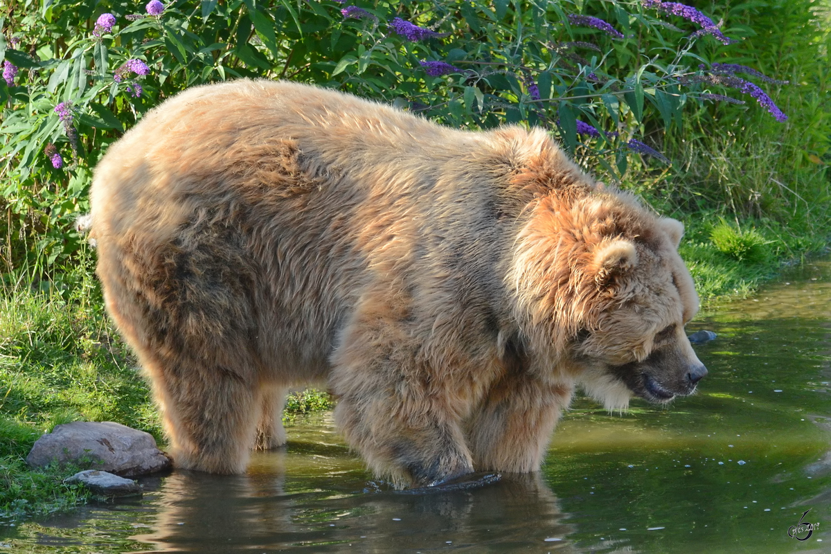 Dieser Kodiakbär vergnügt sich im Wasser. (Zoom Gelsenkirchen, Juli 2012)