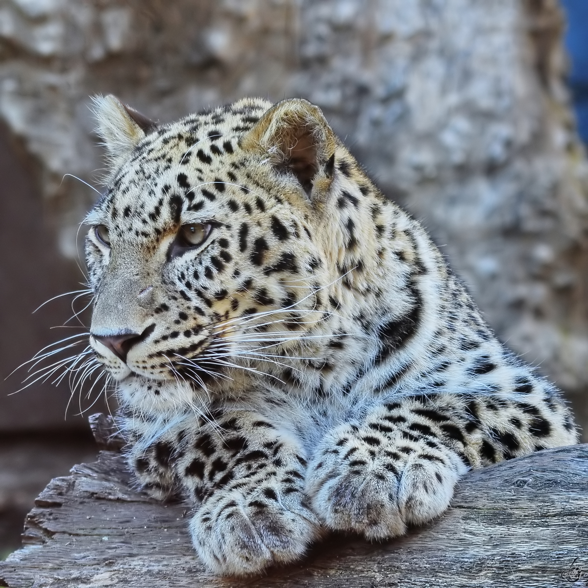 Dieser Leopard war Mitte Dezember 2010 im Zoo Madrid zu sehen.