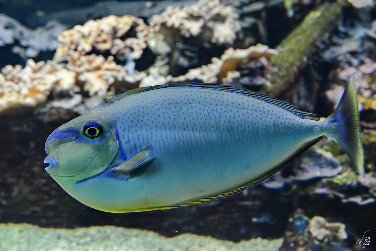 Dieser Masken-Nasendoktorfisch war im Dezember 2010 im Zoo Madrid zu sehen.