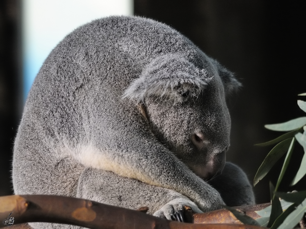 Dieser mde Koala war Mitte Dezember 2010 im Zoo Madrid zu sehen.