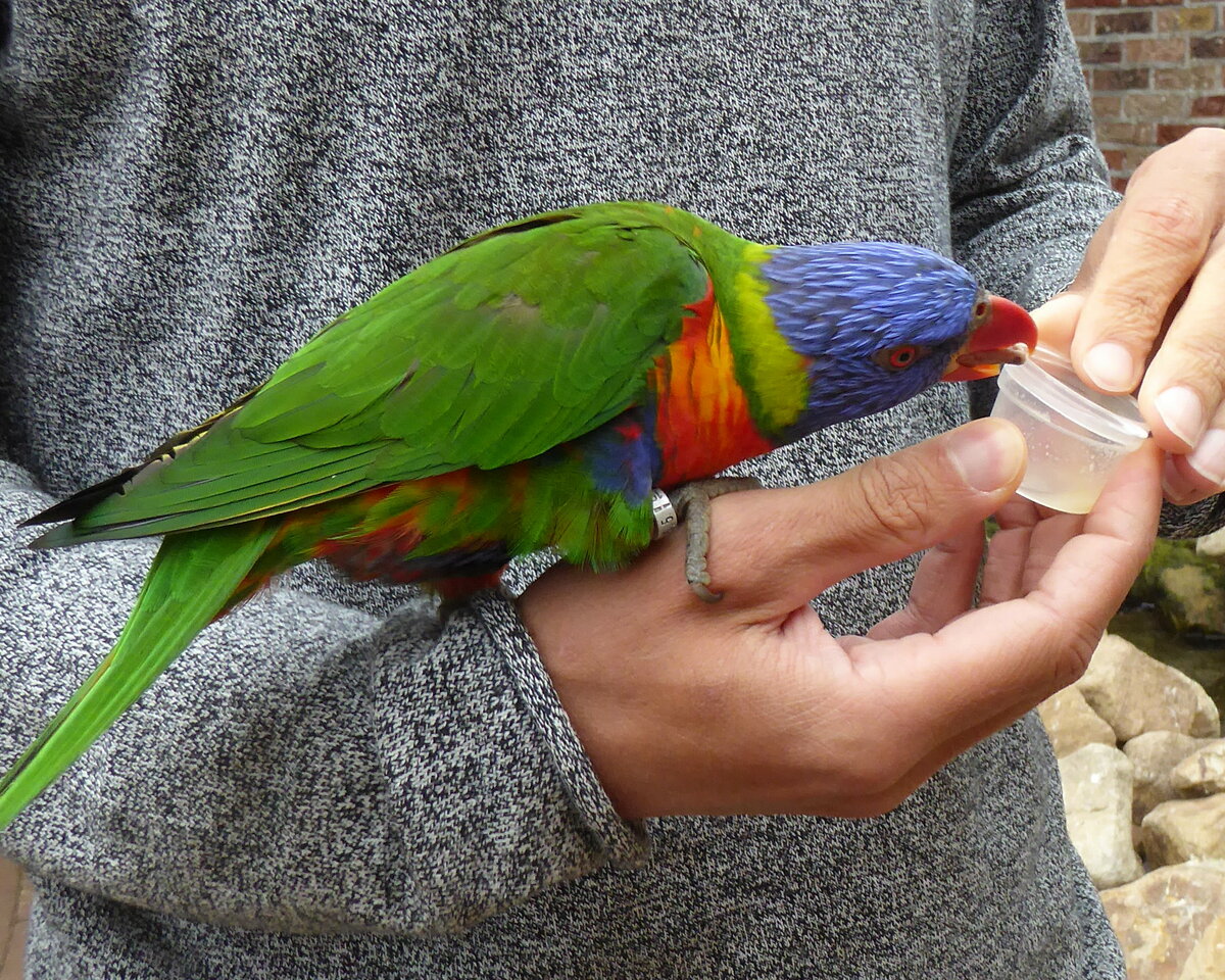 Dieser Papagei, mit Namen Allfarblori (Trichoglossus haematodus), konnte nicht abwarten um an das Futter zu kommen. Gesehen in einer Voliere im Tierpark Nordhorn am 25.August 2020.