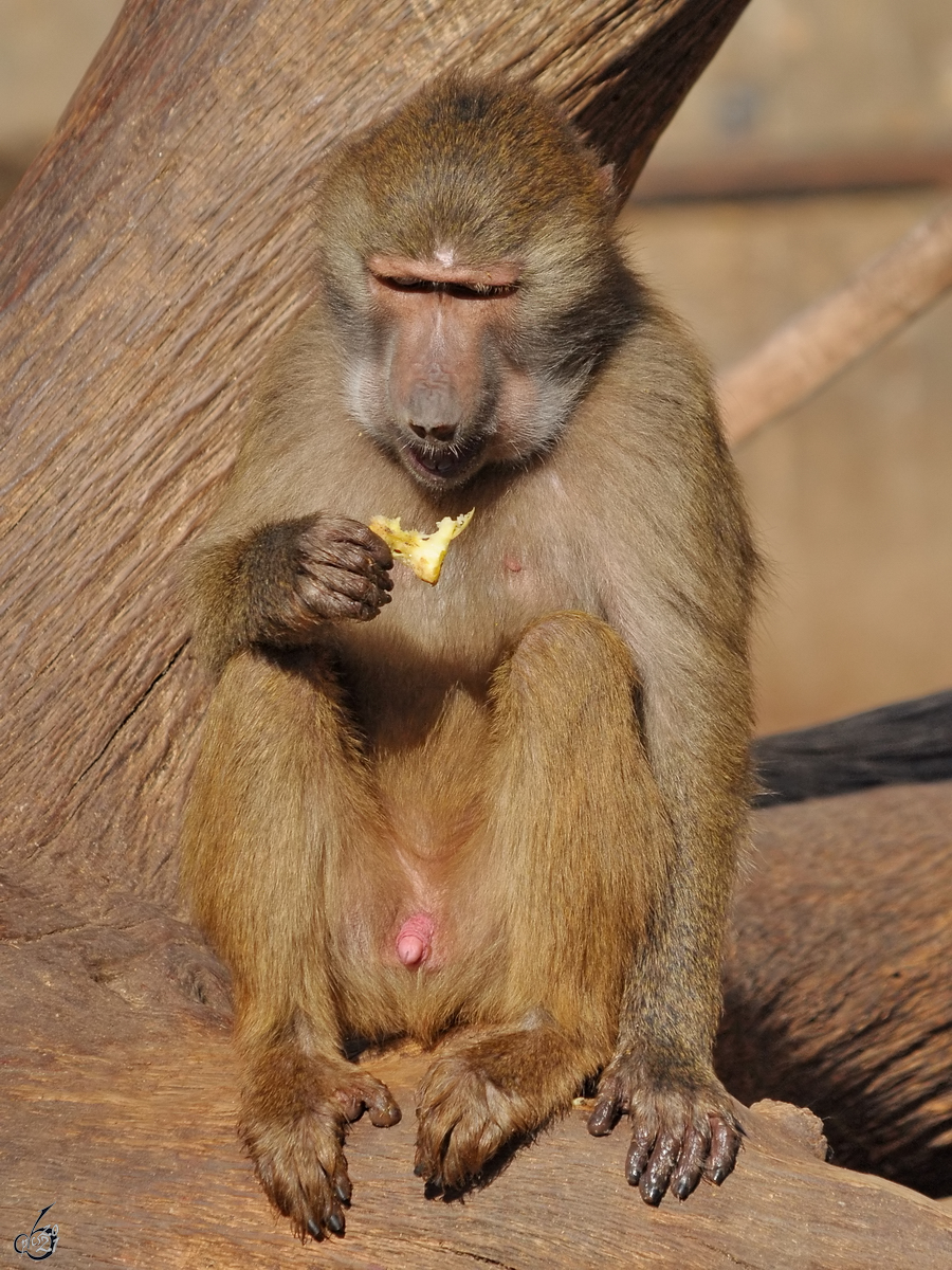 Dieser Pavian betrachtet skeptisch seinen Snack. (Zoo Madrid, Dezember 2010)
