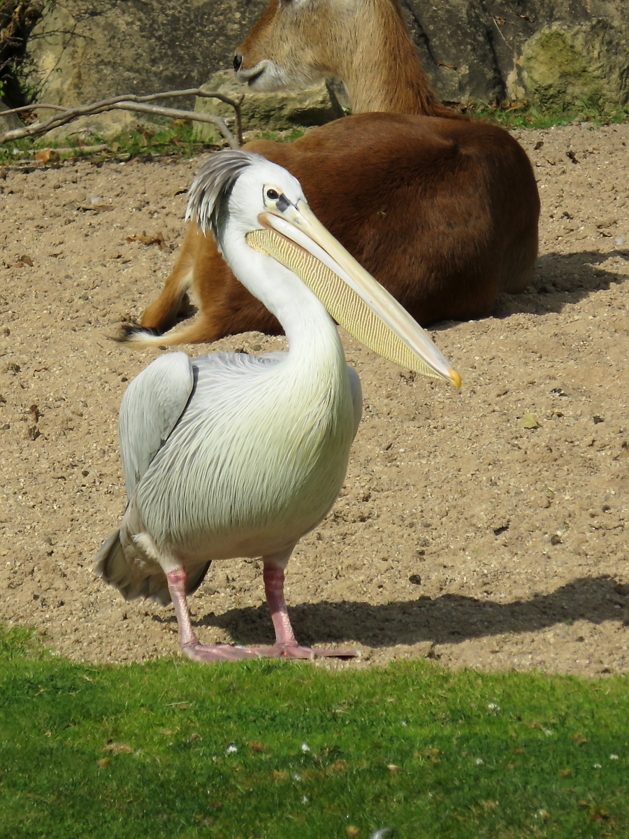 Dieser Pelikan hat sich im Zoo d'Amneville nach Afrika verlaufen, 26.9.2017