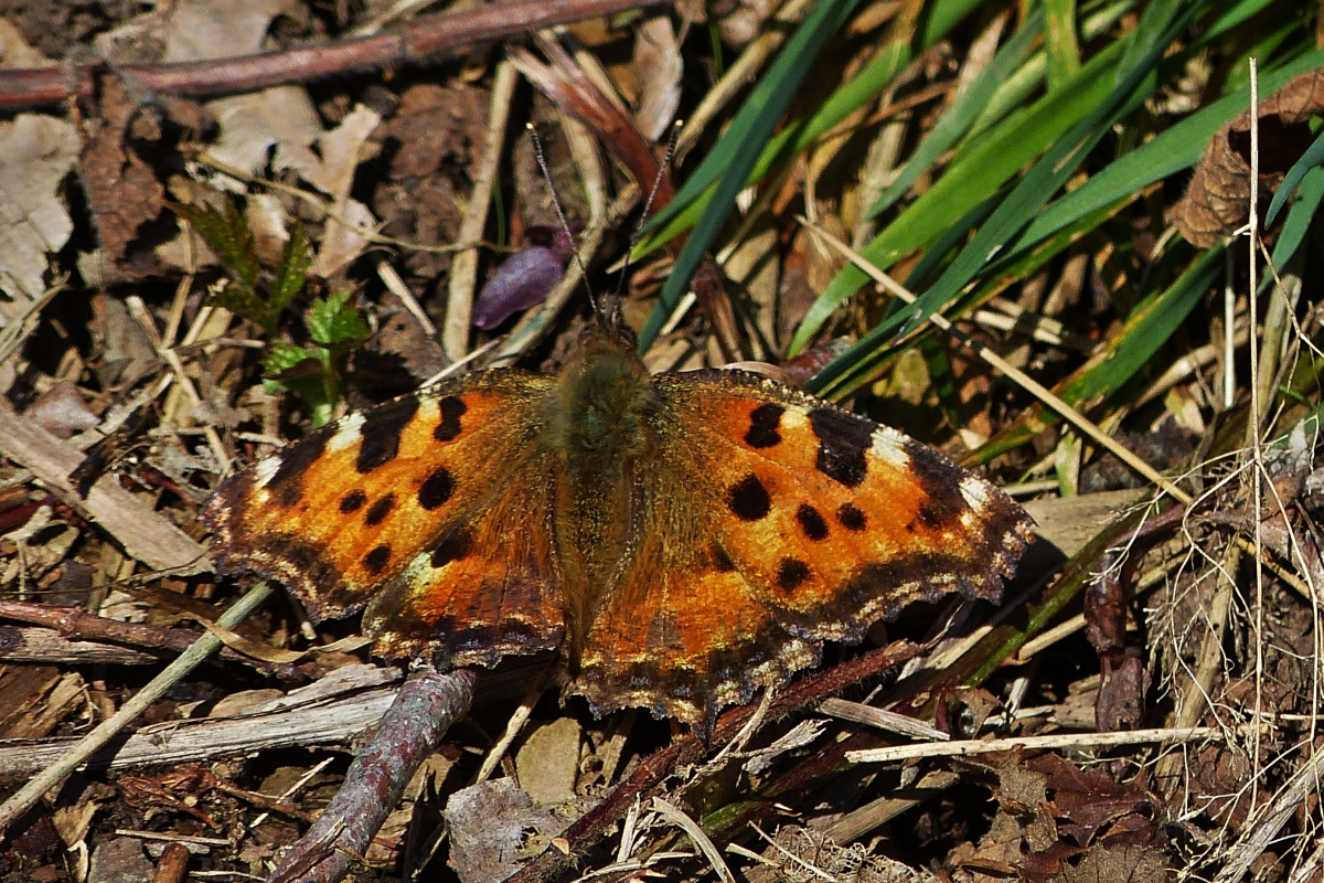 Dieser Schmetterling, (Groe Fuchs - Nymphalis polychloros) landete am Wegesrand bei einem Spaziergang am 22.03.2020.  
