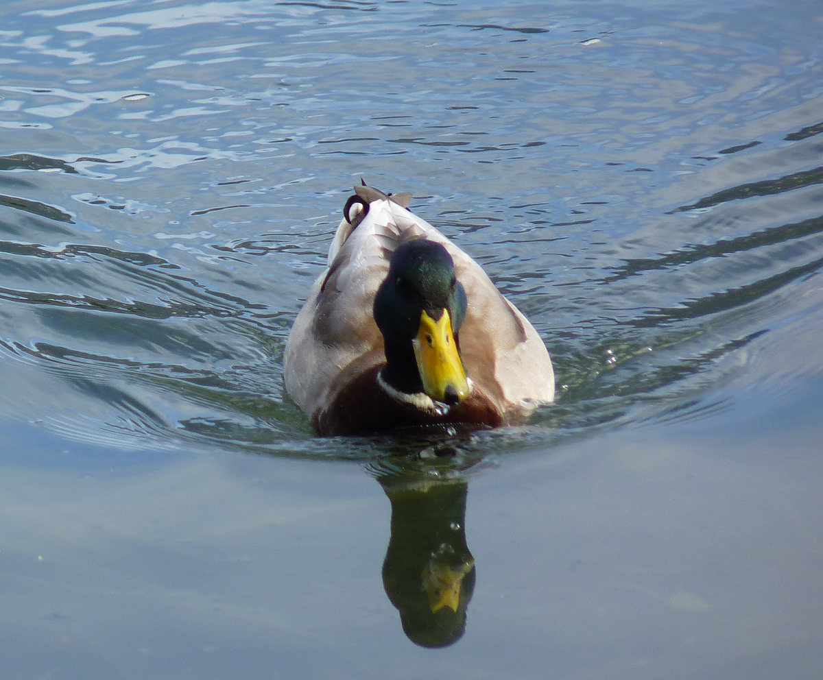 Dieser schne Erpel hat sein Revier am und auf dem Geroldsee bei Krn in Oberbayern. 05.10.2015