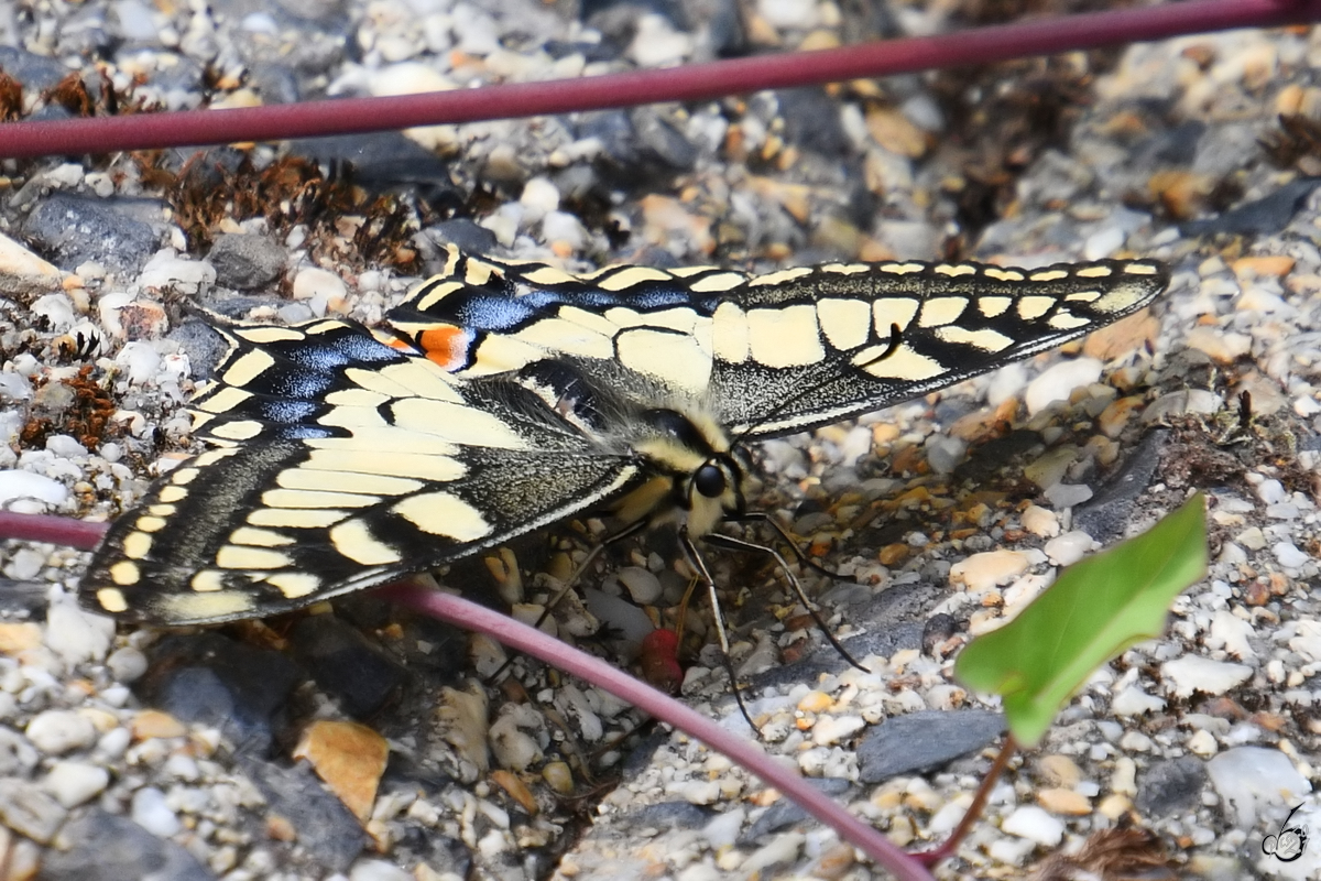 Dieser Schwalbenschwanz war Anfang August 2021 am Rheinufer bei Unkel zu sehen.